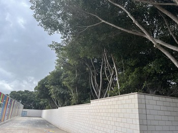 MEDIO AMBIENTE ASEGURA QUE SE CONSERVAR EL ARBOLADO DEL ANTIGUO CUARTEL DE SANTIAGO