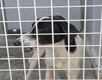 SALUD PBLICA CONFIRMA UN SEGUNDO NUEVO CASO POSITIVO DE RABIA ANIMAL EN LA CIUDAD