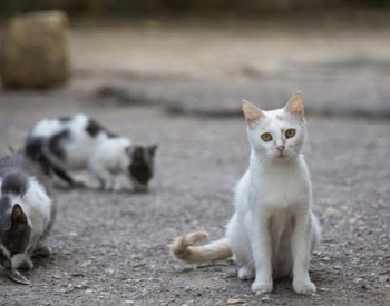SALUD PBLICA ESTERILIZA, VACUNA E IDENTIFICA A MS DE 1.500 GATOS CALLEJEROS EN SU PROGRAMA CES