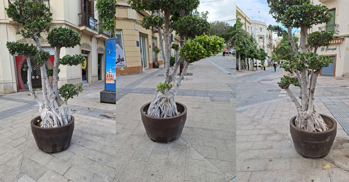 MEDIO AMBIENTE RECOLOCA VARIOS MACETEROS QUE OBSTRUÍAN LOS CAMINOS PODOTÁCTILES DEL CENTRO MEDIO AMBIENTE RECOLOCA VARIOS MACETEROS QUE OBSTRUÍAN LOS CAMINOS PODOTÁCTILES DEL CENTRO